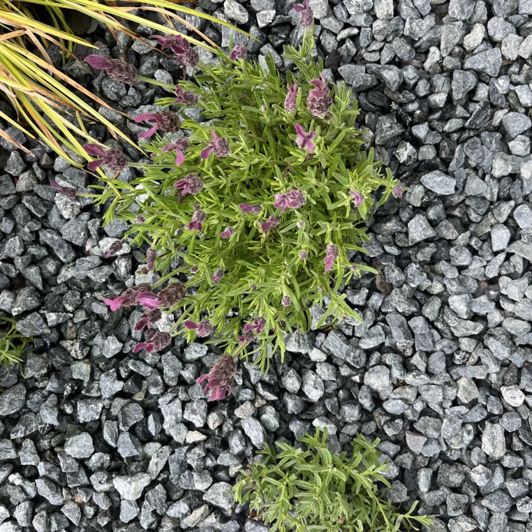 Welsh Green Granite gravel 20 MM