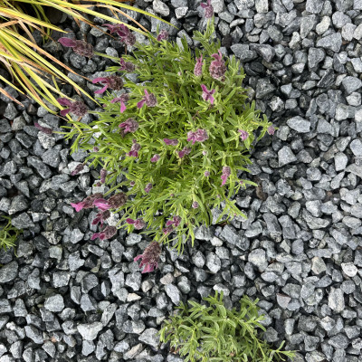 Welsh Green Granite gravel 20 MM thumbnail 1