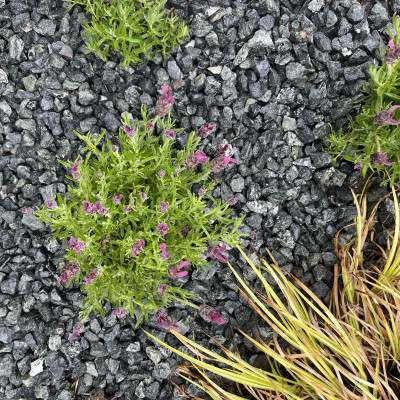 Welsh Green Granite gravel 20 MM